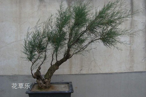 槐花泡水——色欲xxoo久久久精产国品，一杯淡雅的乡愁，一缕清新的自然之味