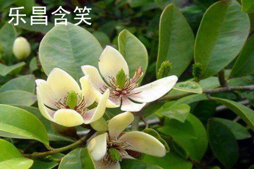 夏季喝淡盐水——，黄金时代的奇幻与现实交织